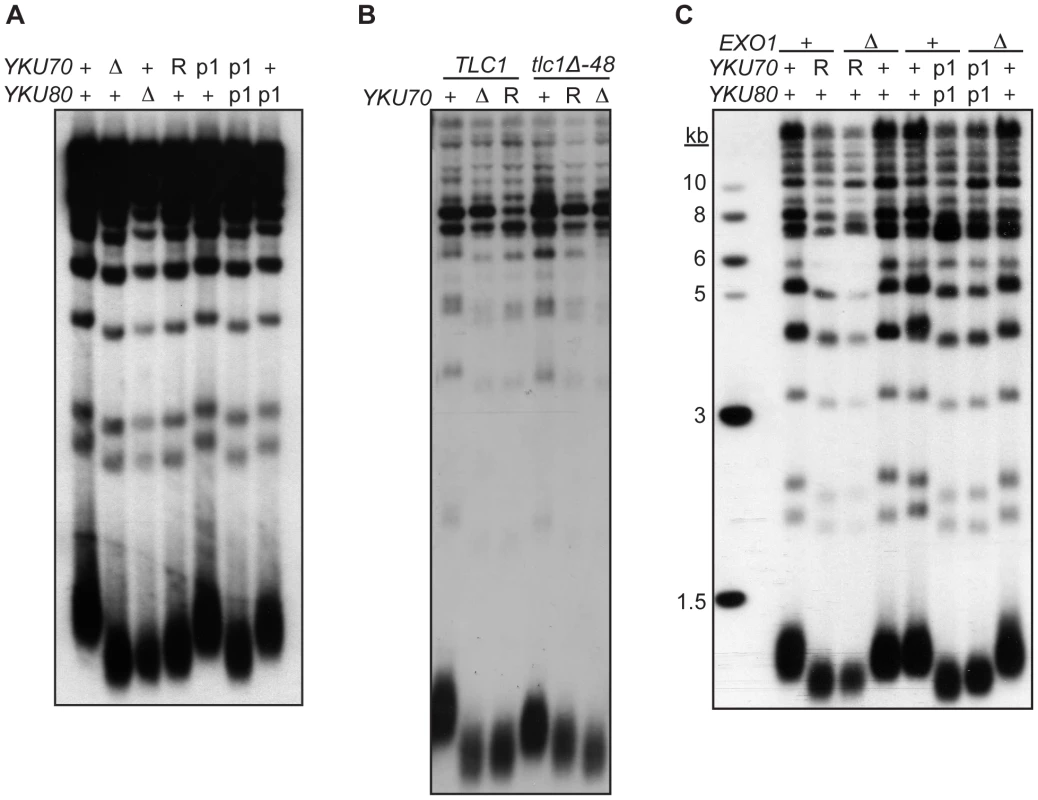 DNA end binding–defective mutants are deficient for telomeric length regulation.