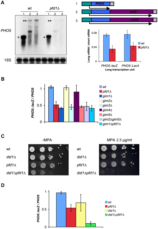Prefoldin mutants exhibit transcriptional phenotypes and synthetic interactions with TFIIS.
