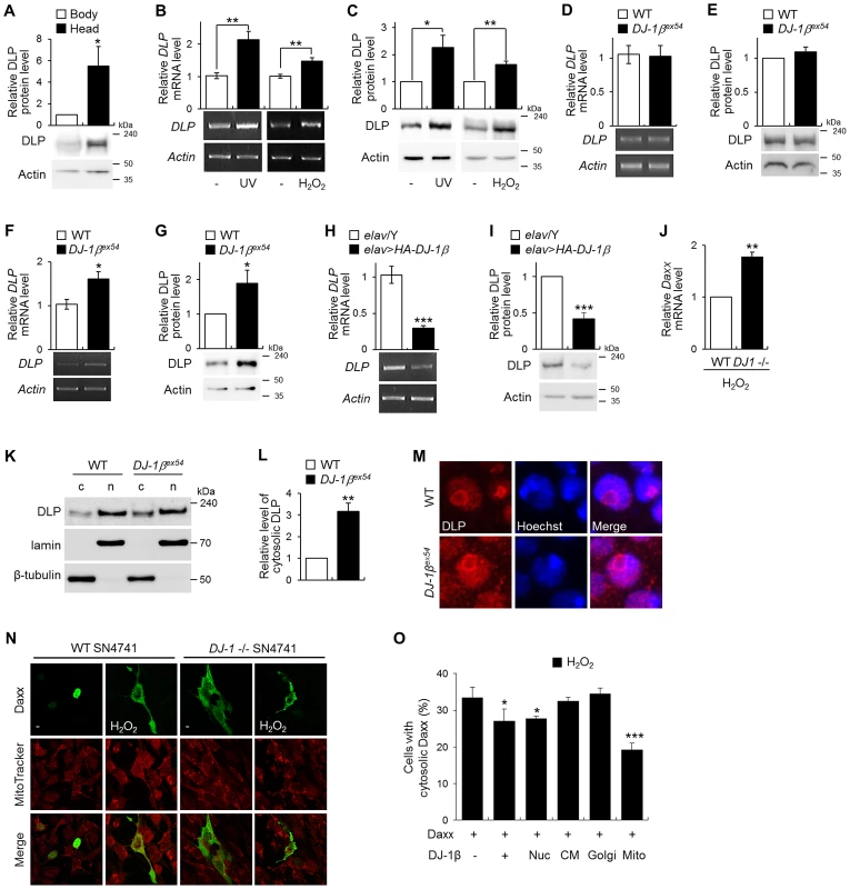 Gene expression of DLP by oxidative stress, UV, and <i>DJ-1β</i>.