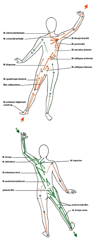 Svalové řetězce v metodě R. Brunkow: a) zepředu, b) zezadu (9).