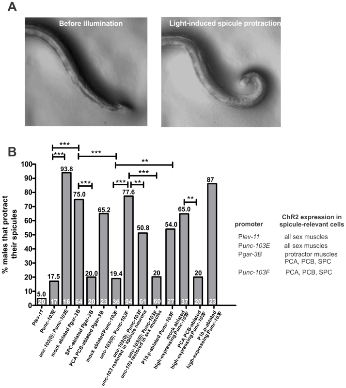 Stimulation of ChR2 in different spicule circuit components.