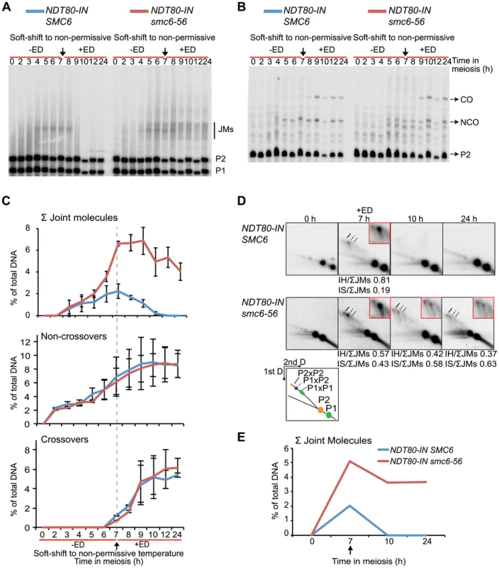 The <i>smc6-56</i> mutant accumulates unresolved joint molecules but forms normal levels of recombination products.