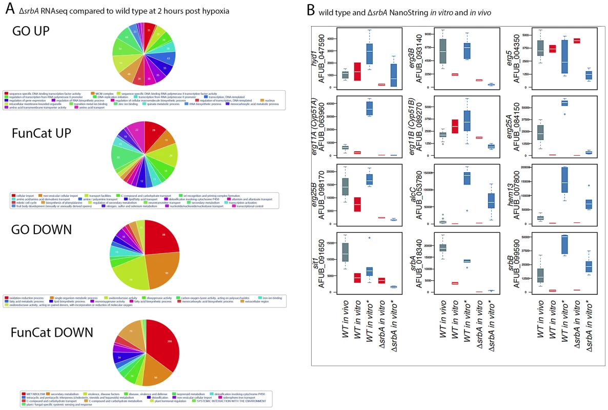 RNA-seq and nCounter Analyses of Δ<i>srbA</i> Confirms SrbA Regulation of ChIP-seq Target Genes <i>in vitro</i> and <i>in vivo</i> during Invasive Pulmonary Aspergillosis.