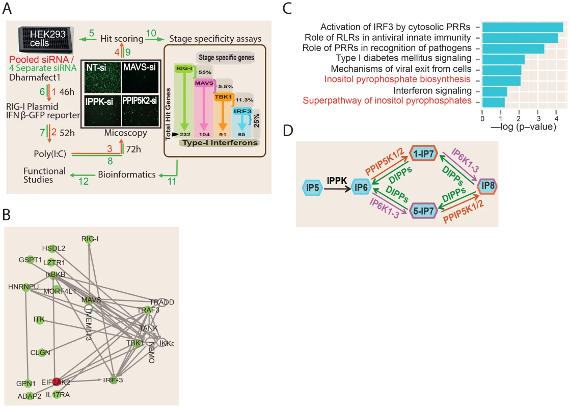 RNAi screening and bioinformatics analysis.