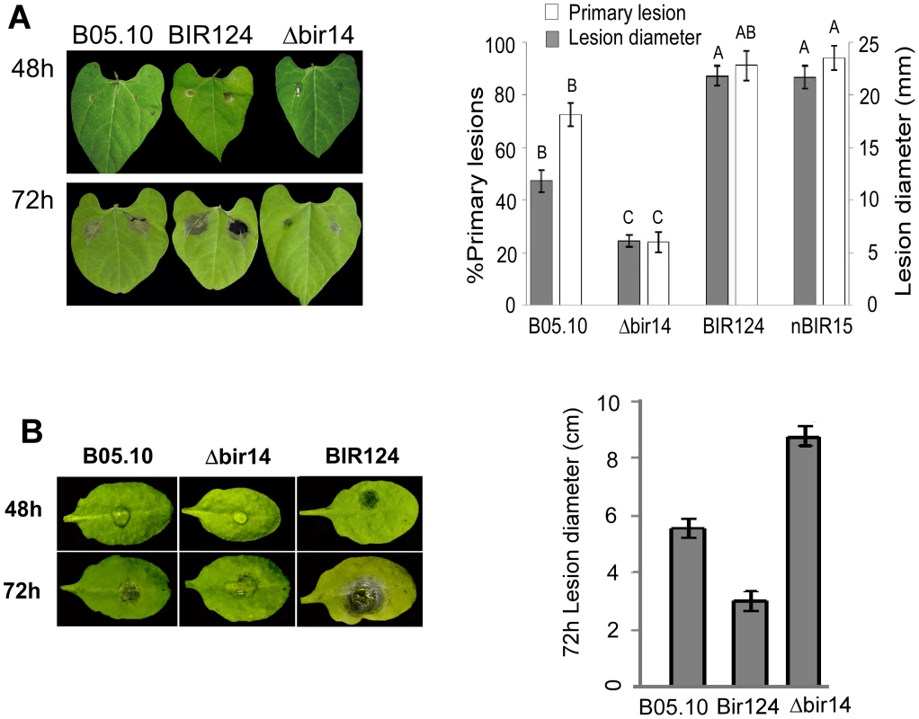 <i>BcBIR1</i> mutant strains are affected in pathogenicity.