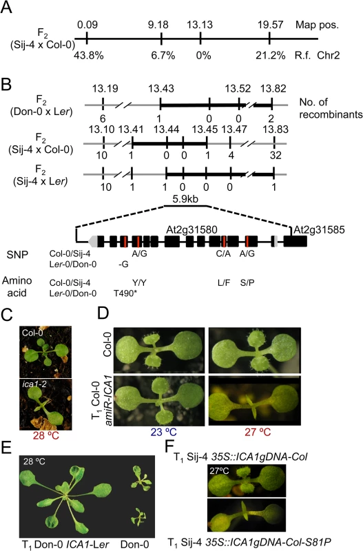Positional cloning of <i>ICA1</i>.