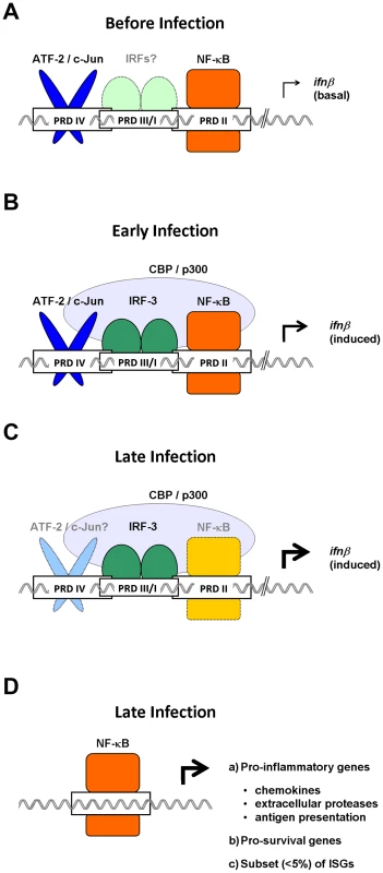 Temporally distinct roles for NF-κB in antivirus innate immune responses.
