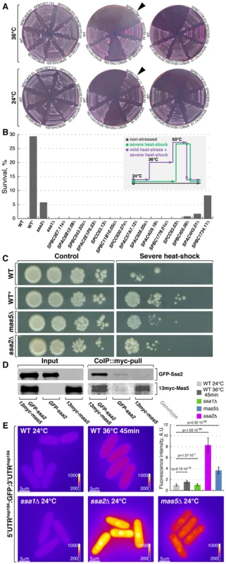 Screening for chaperone mutant cells with elevated levels of heat stress-associated transcription.