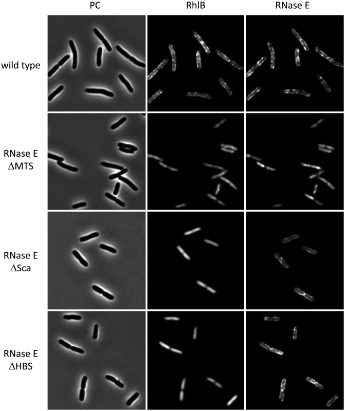 Membrane localization of RhlB depends on a direct protein-to-protein interaction with RNase E.