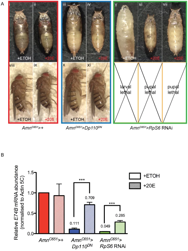 Addition of 20-hydroxyecdysone can partially rescue <i>Amn>RpS6</i> RNAi larval lethality.