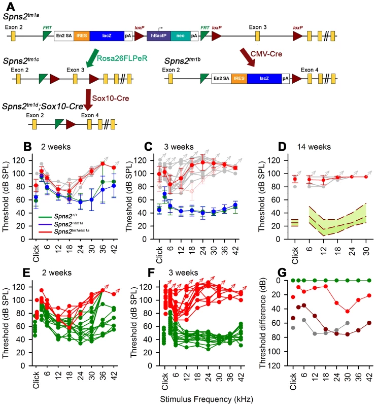 Generation and manipulation of the knockout-first allele <i>Spns2<sup>tm1a</sup></i> and progressive hearing loss measured by ABR.
