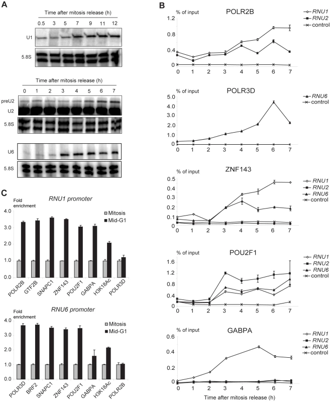 <i>RNU1</i>, <i>RNU2</i>, and <i>RNU6</i> transcription and factor recruitment during mitosis to G1 phase transition.