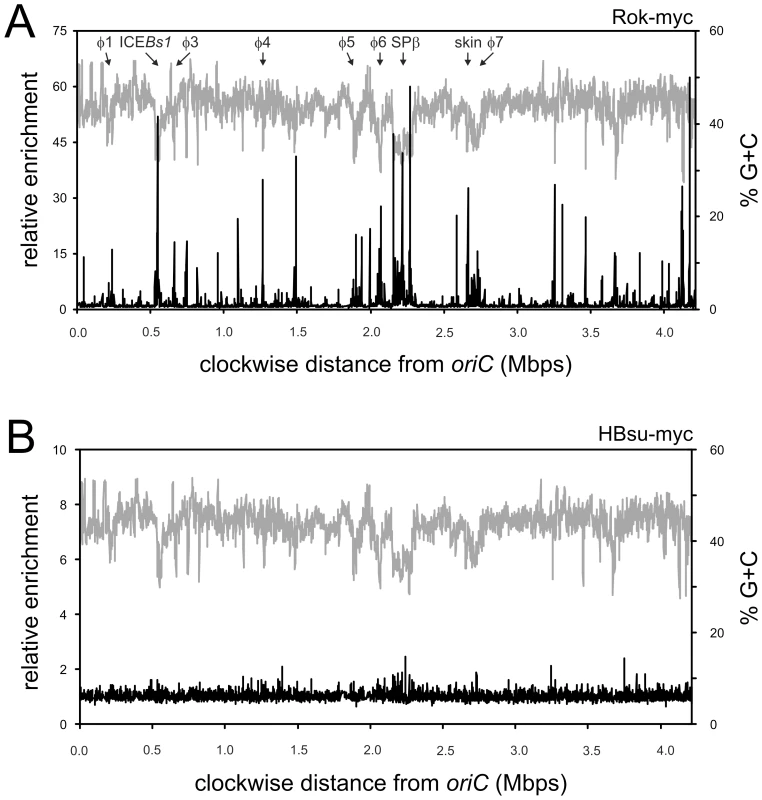 Genome-wide binding profile of Rok and Hbs.