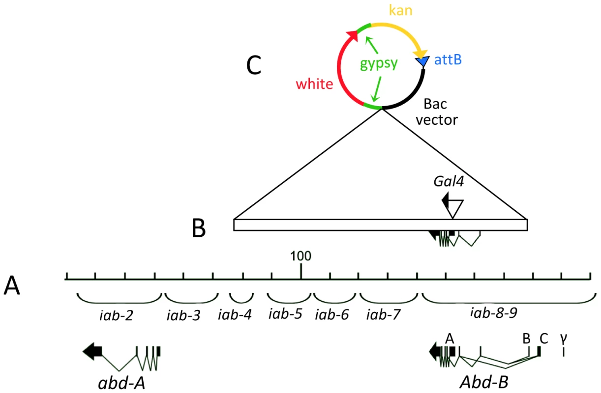 Extend of DNA contains in the <i>Abd-B</i> BAC.