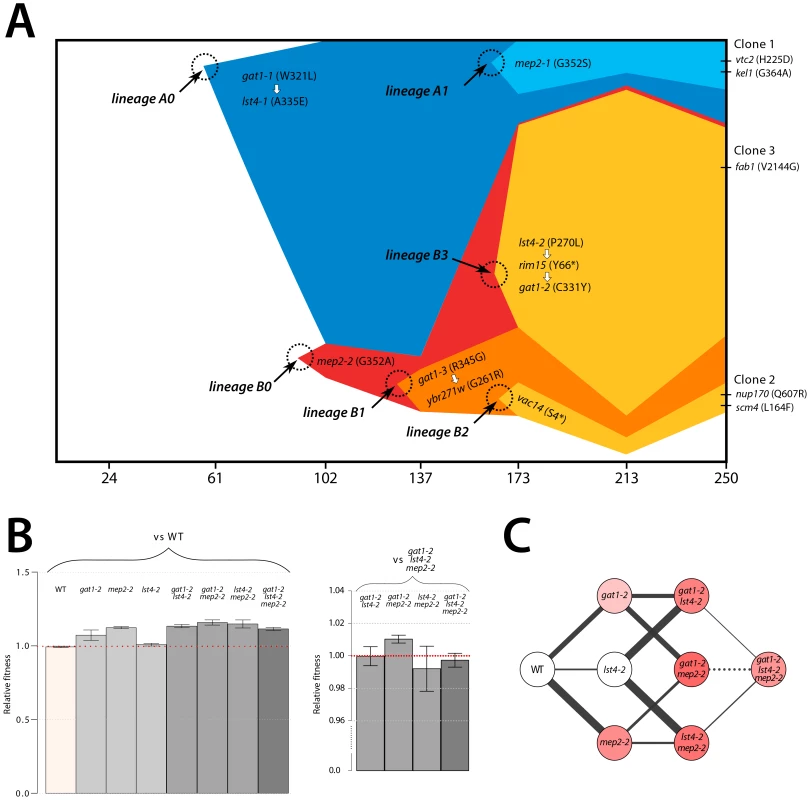Recurrent selection and evolutionary dynamics of a GNP.
