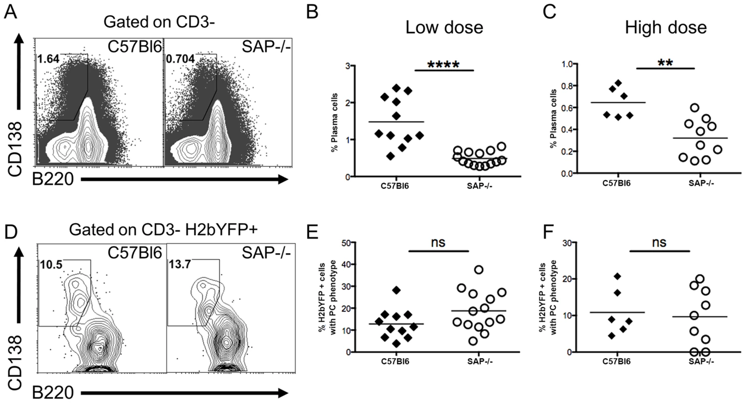Infected B cells are not restricted to entering the follicular pathway.