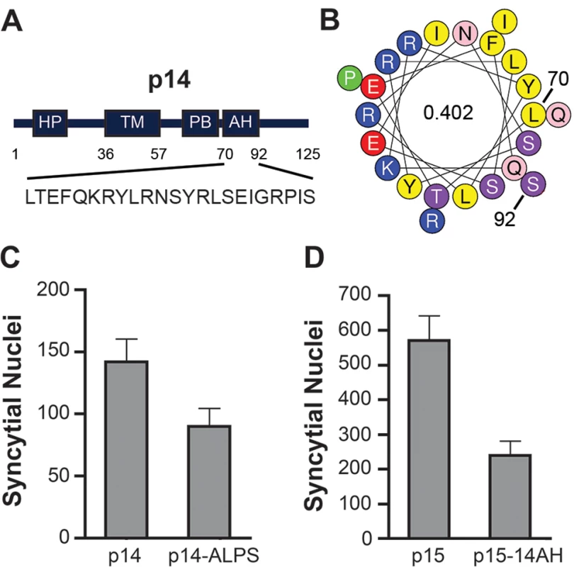 ALPS motif can functionally replace an amphipathic helix in the p14 FAST protein.