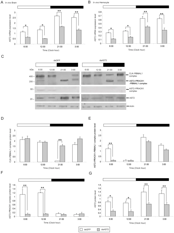 AST2 is required to regulate the CLK-<i>Pl</i>BMAL1 heterodimer formation.