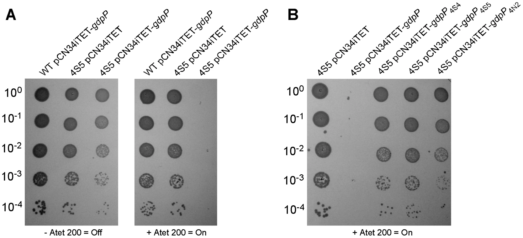 Expression of different <i>gdpP</i> alleles in an LTA-negative suppressor strain and their effect on growth.