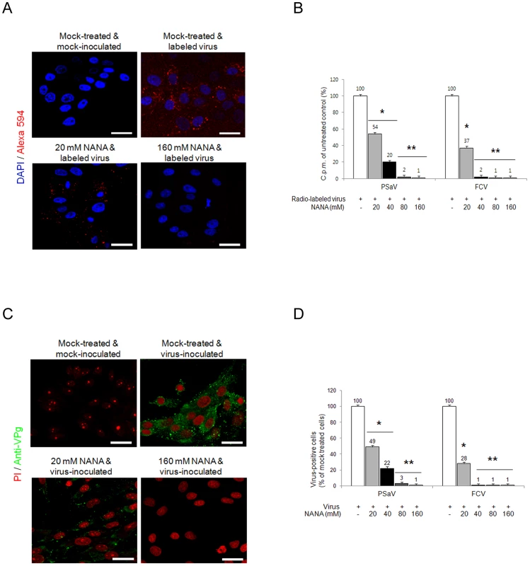 Porcine sapovirus Cowden strain binding and infection is blocked by <i>N</i>-acetyl neuraminic acid (NANA).