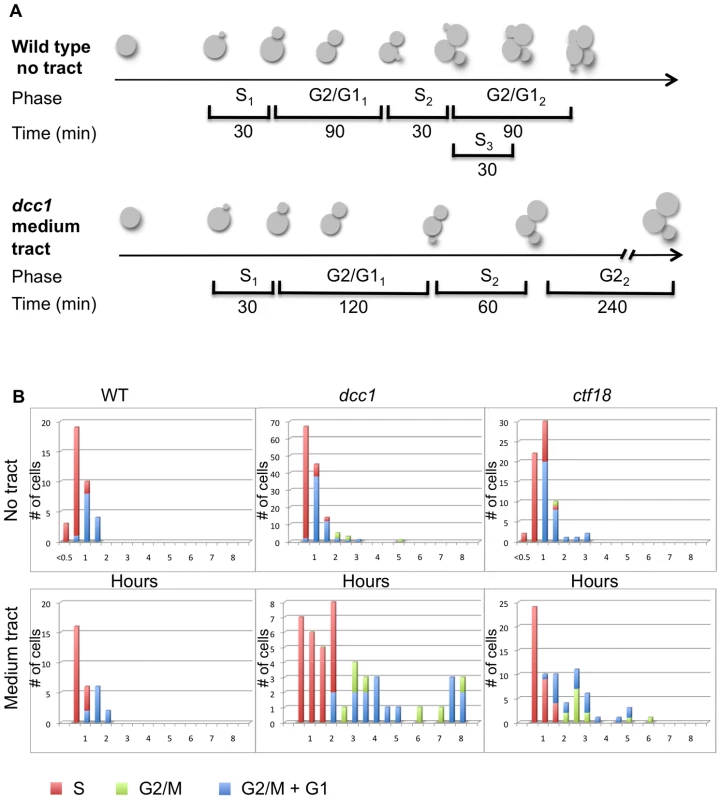 Single cell analysis of cell cycle dynamics.