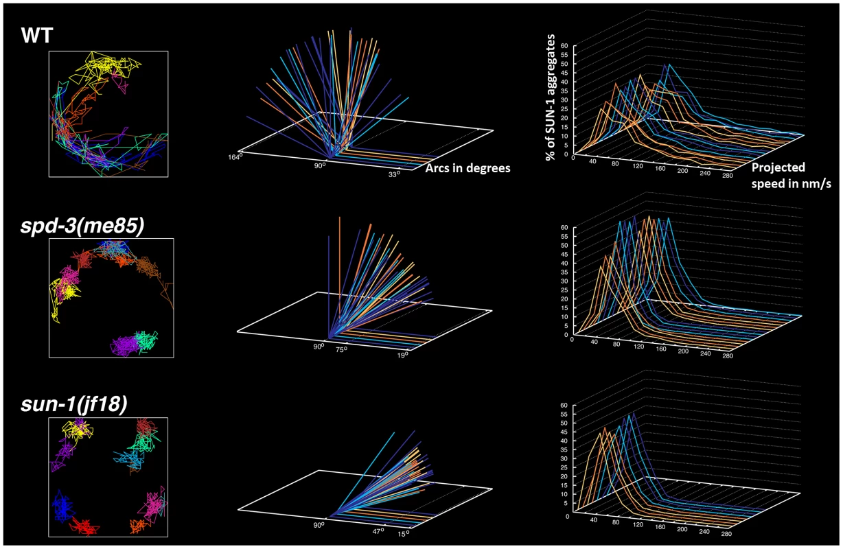 <i>spd-3(me85)</i> mutants display reduced mobility of SUN-1 aggregates.