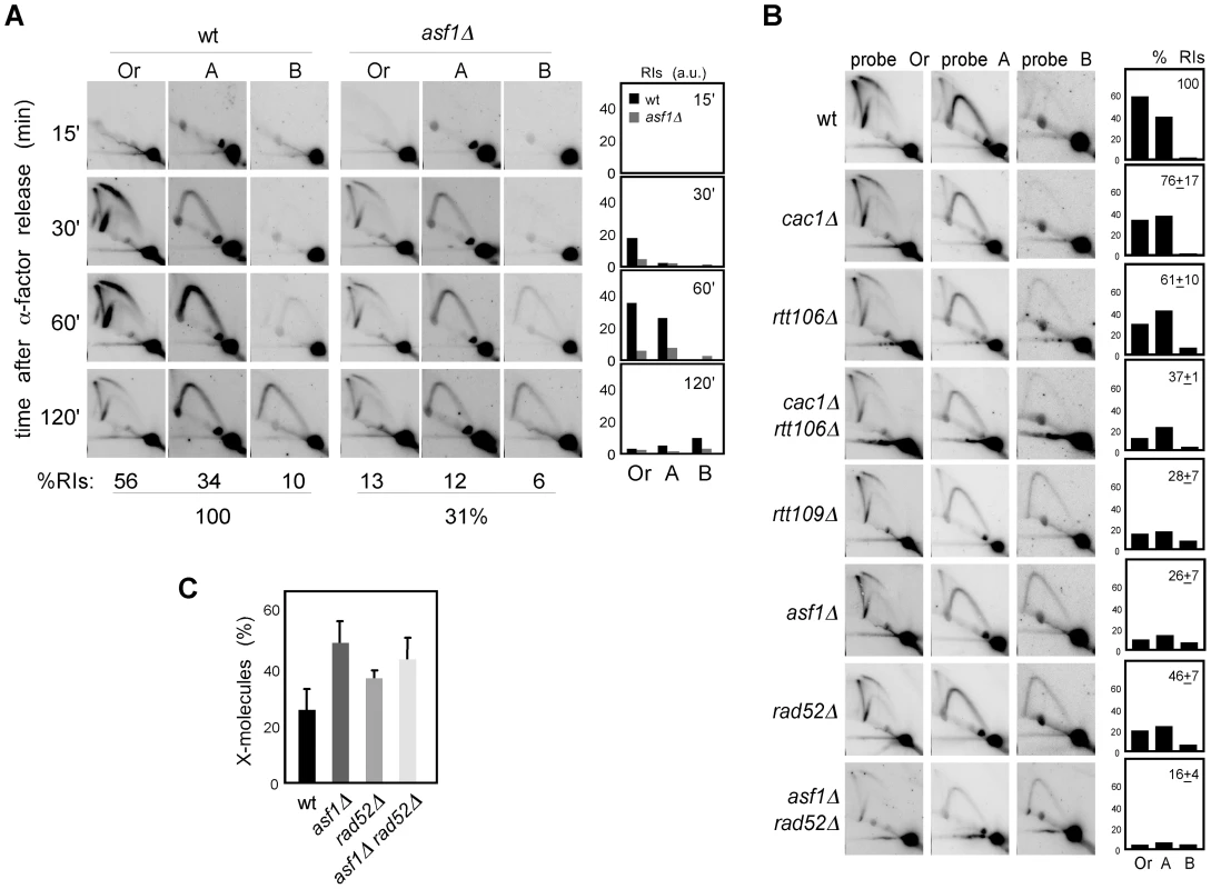 Chromatin assembly is not required for the stability of stalled replication forks.