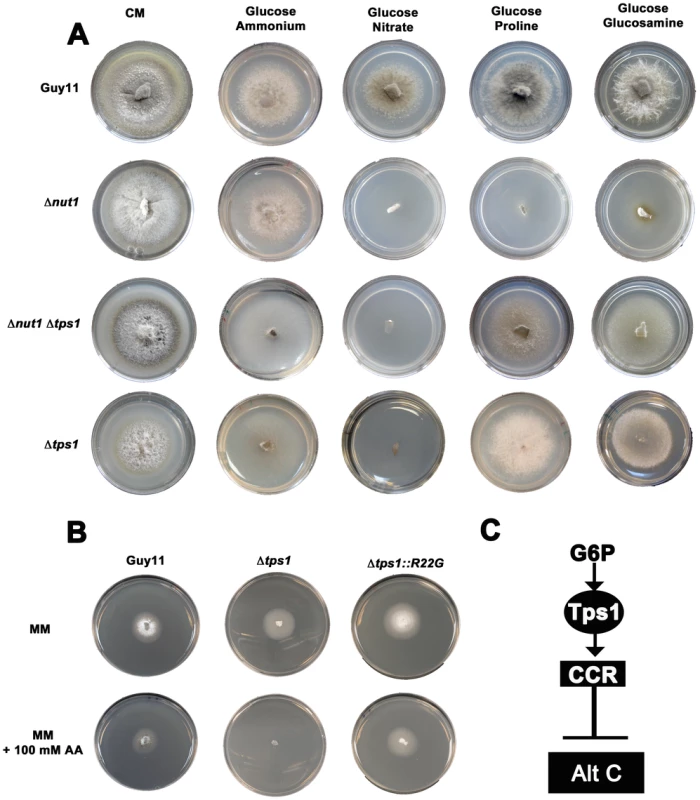 Tps1 regulates CCR in response to G6P sensing.