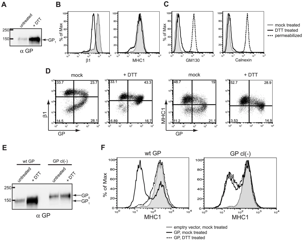 Removal of the GP<sub>1</sub> subunit from the cell surface results in exposure of previously occluded surface epitopes.