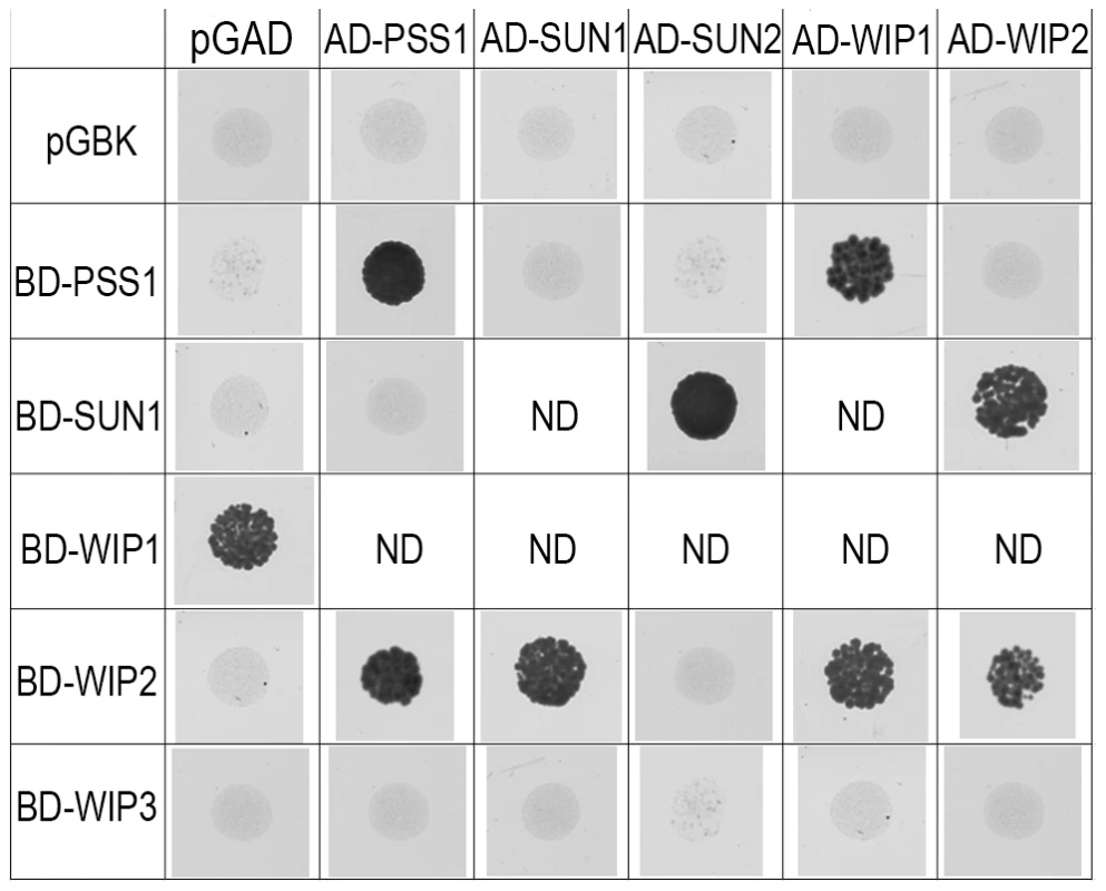 Interaction between AtPSS1, AtWIPs and AtSUNs.