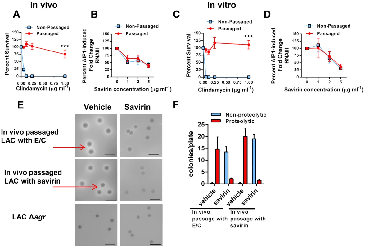 Passage of <i>agr</i>+ LAC with savirin <i>in vivo</i> or <i>in vitro</i> does not induce resistance or tolerance to savirin inhibition of <i>agr</i> signaling.