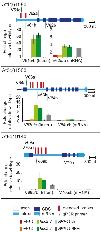 <i>hen2</i> mutants accumulate regions of excised introns.