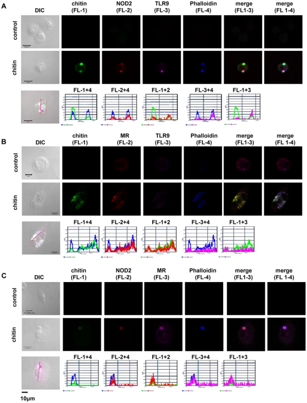 Chitin co-localisation with NOD2, TLR9 and MR.