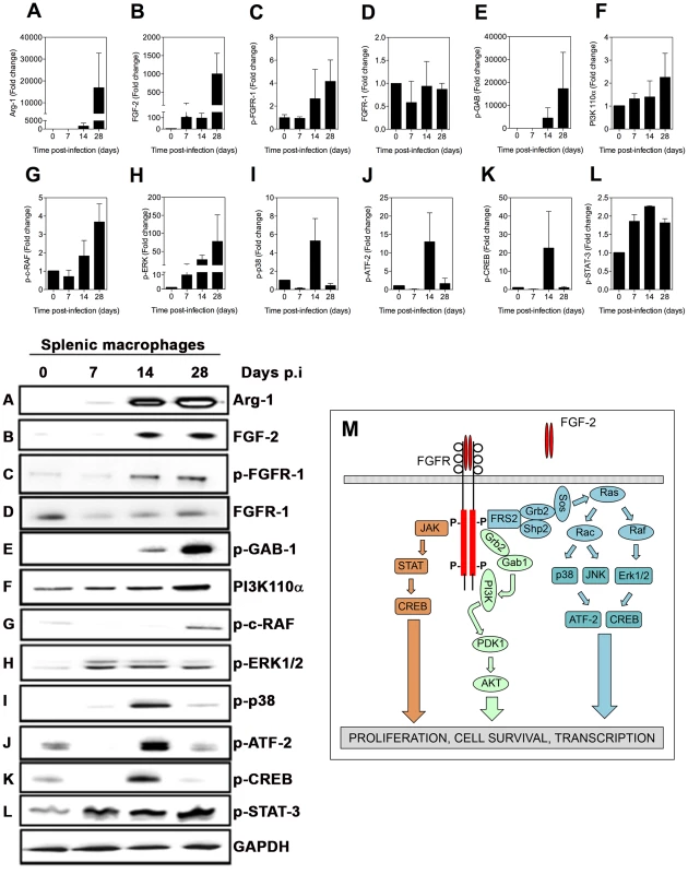 Activation of signaling proteins in the FGFR canonical pathway in splenic macrophages from hamsters with VL.