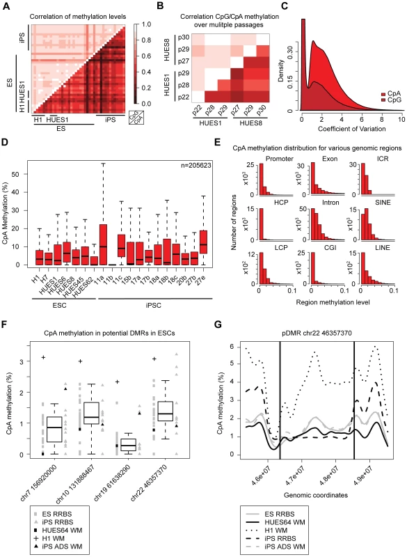CpA methylation shows little conservation over several passages.