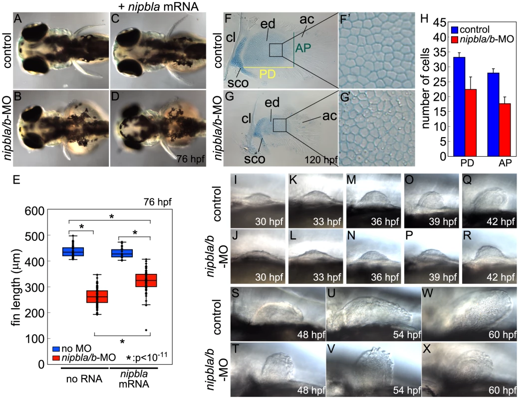 Nipbl knockdown disrupts pectoral fin development.