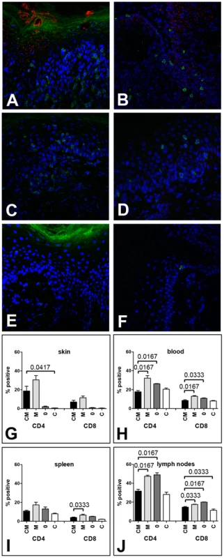 MusPV1 infection recruits CD4<sup>+</sup> and CD8<sup>+</sup> T cells to the site of infection in Cr:ORL SENCAR mice.