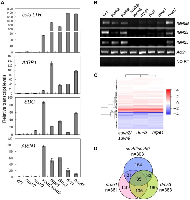 RNA transcript analysis by semi-quantitative RT-PCR and RNA deep sequencing.