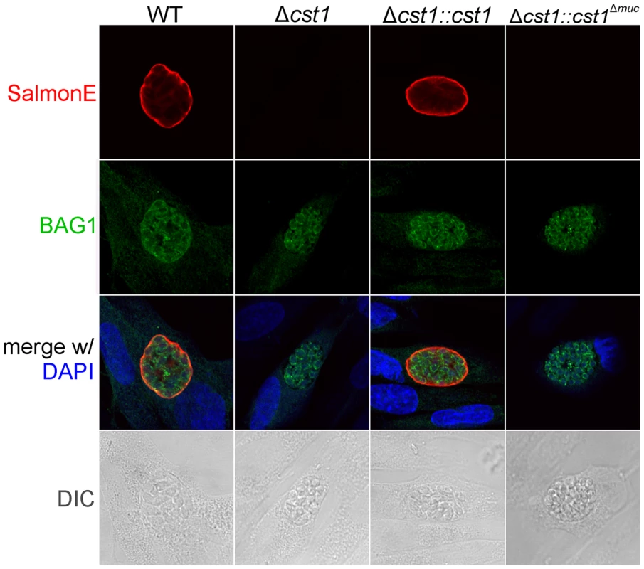 BAG1 expression in WT, Δ<i>cst1</i>, Δ<i>cst1::cst</i> and Δ<i>cst1::cst1</i><sup>Δ</sup>