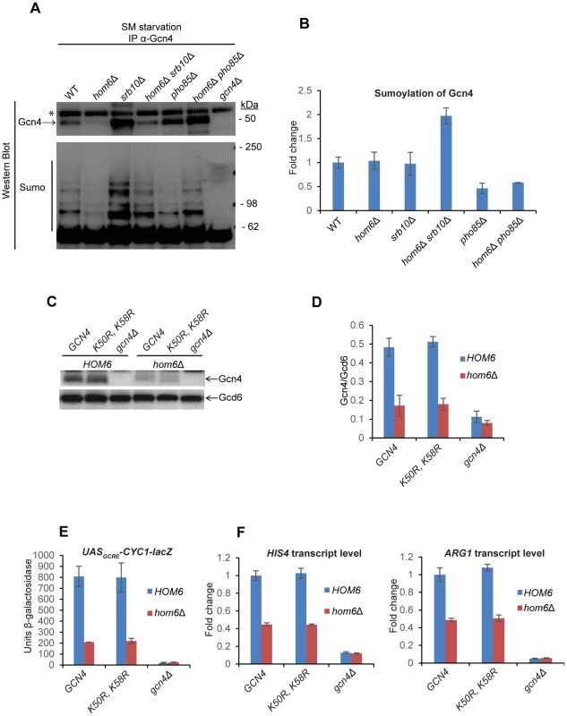 Gcn4 is hypersumoylated in <i>hom6Δ srb10Δ</i> cells treated with SM.