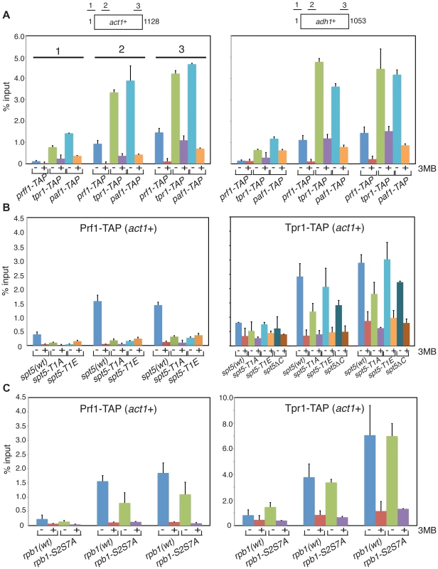 Prf1 and PAF are recruited to chromatin via alternate mechanisms.