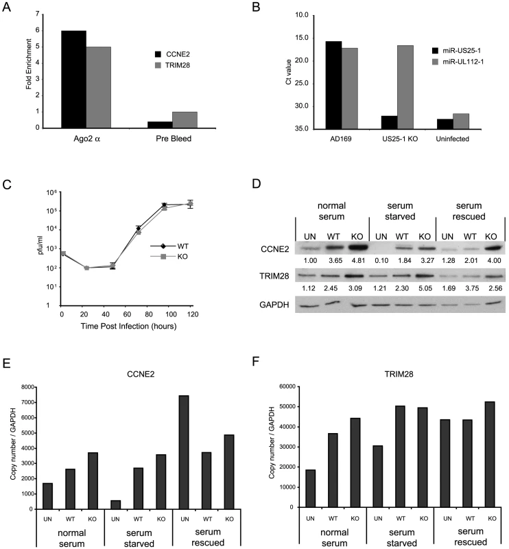 miR-US25-1 targets 5′UTR's in context of viral infection.