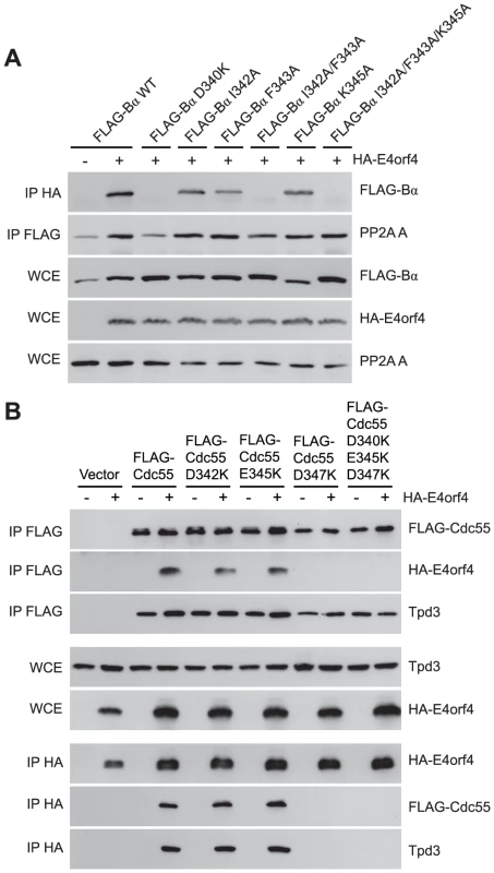 Mutations <i>north</i> of the substrate binding groove affect E4orf4 association with B55α and Cdc55.