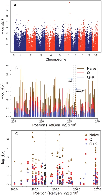 Genome-wide association results for flowering time.