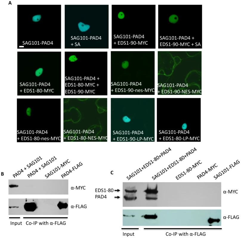 EDS1 facilitates the interaction between SAG101 and PAD4.