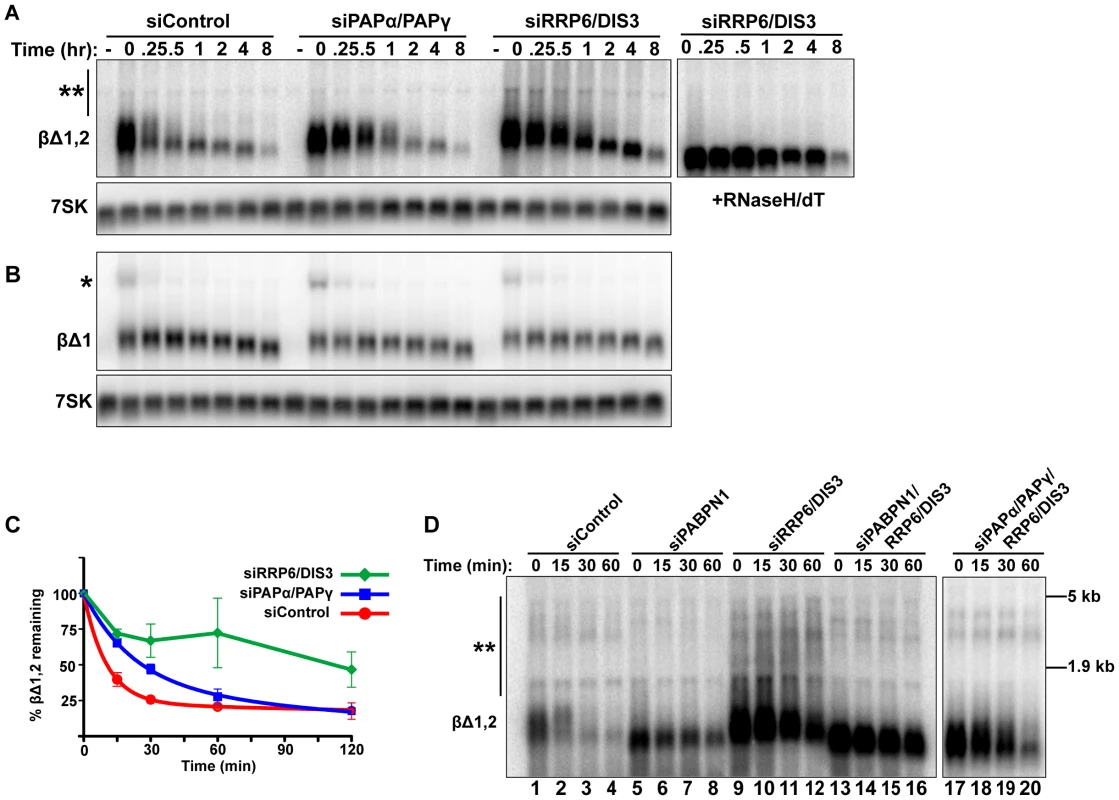 Intronless β-globin decay requires canonical PAP and exosome activity.