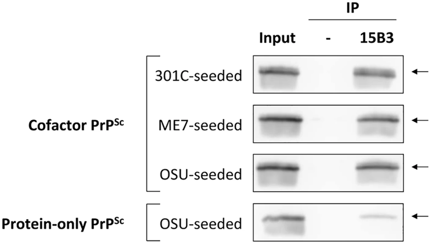 Immunoprecipitation with conformation-specific mAb 15B3 distinguishes between cofactor and protein-only PrP<sup>Sc</sup>.