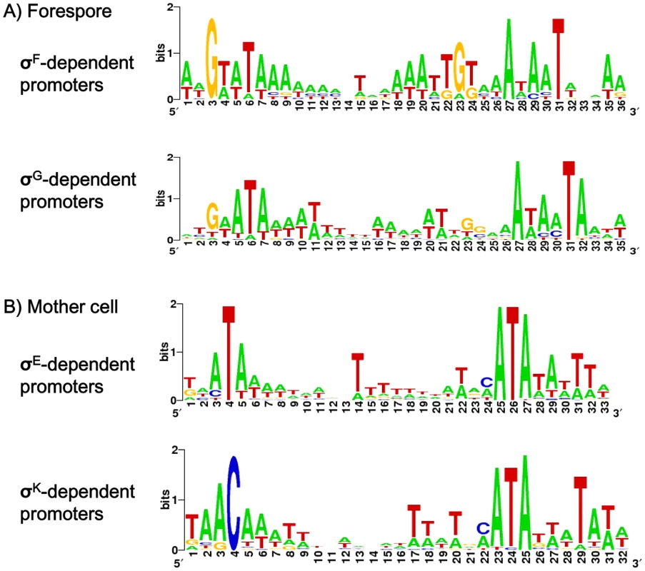 Consensus sequences of σ<sup>F</sup>, σ<sup>E</sup>, σ<sup>G</sup> or σ<sup>K</sup>-dependent promoters in <i>C. difficile</i>.
