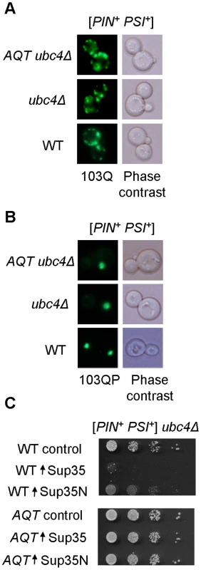 Effects of <i>AQT</i> on polyglutamine aggregation and Sup35 toxicity.