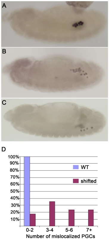 <i>shf</i> is required for proper PGC migration.